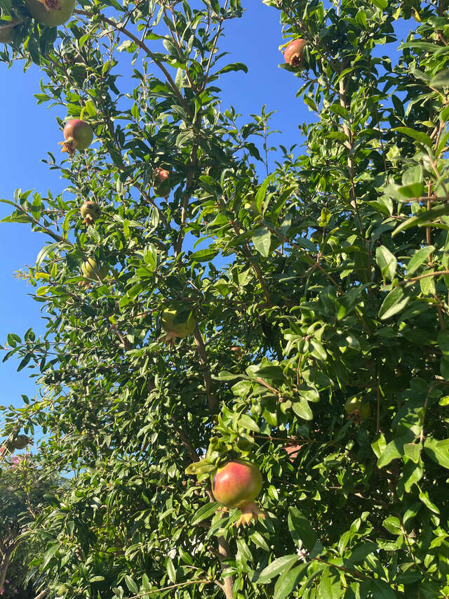 Гостевой дом Амидея Межводное-81